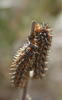 Melitaea didyma Melitaea didyma