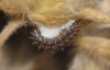 Melitaea didyma Melitaea didyma
