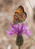 Melitaea didyma Melitaea didyma