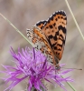 Melitaea didyma Melitaea didyma