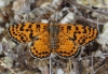 Melitaea didyma Melitaea didyma