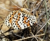 Melitaea didyma Melitaea didyma