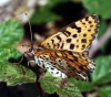Melitaea didyma Melitaea didyma