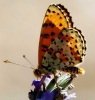 Melitaea didyma Melitaea didyma