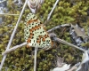 Melitaea didyma Melitaea didyma
