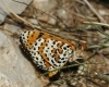 Melitaea didyma Melitaea didyma
