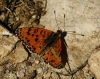 Melitaea didyma Melitaea didyma