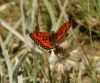 Melitaea didyma Melitaea didyma