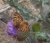 Melitaea didyma Melitaea didyma