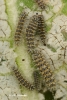 Melitaea trivia Melitaea trivia