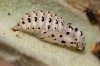 Melitaea trivia Melitaea trivia