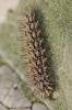 Melitaea trivia Melitaea trivia