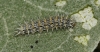 Melitaea trivia Melitaea trivia