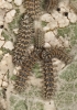Melitaea trivia Melitaea trivia