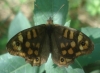 Pararge aegeria Pararge aegeria