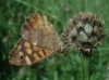 Pararge aegeria Pararge aegeria