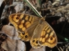 Pararge aegeria Pararge aegeria