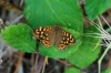 Pararge aegeria Pararge aegeria