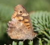 Pararge aegeria Pararge aegeria