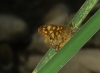Pararge aegeria Pararge aegeria
