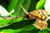 Pararge aegeria Pararge aegeria