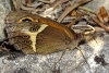 Pyronia bathseba Pyronia bathseba