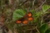 Pyronia bathseba Pyronia bathseba
