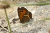 Pyronia bathseba Pyronia bathseba