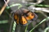 Pyronia bathseba Pyronia bathseba