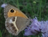 Pyronia bathseba Pyronia bathseba