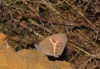 Pyronia bathseba Pyronia bathseba