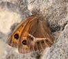 Pyronia bathseba Pyronia bathseba