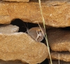 Pyronia bathseba Pyronia bathseba