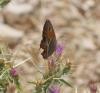 Pyronia bathseba Pyronia bathseba