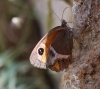Pyronia bathseba Pyronia bathseba