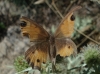 Pyronia bathseba Pyronia bathseba