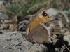 Pyronia bathseba Pyronia bathseba