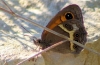 Pyronia bathseba Pyronia bathseba