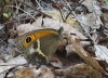 Pyronia bathseba Pyronia bathseba