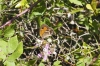 Pyronia bathseba Pyronia bathseba