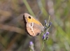 Pyronia bathseba Pyronia bathseba