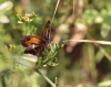 Pyronia bathseba Pyronia bathseba