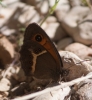 Pyronia bathseba Pyronia bathseba