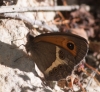 Pyronia bathseba Pyronia bathseba