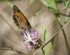 Pyronia bathseba Pyronia bathseba