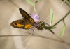 Pyronia bathseba Pyronia bathseba