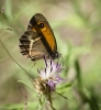 Pyronia bathseba Pyronia bathseba