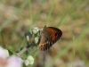 Pyronia bathseba Pyronia bathseba