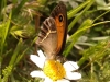 Pyronia bathseba Pyronia bathseba