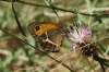 Pyronia bathseba Pyronia bathseba